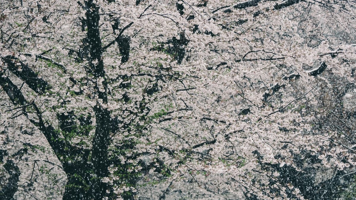 灵宇有琼花