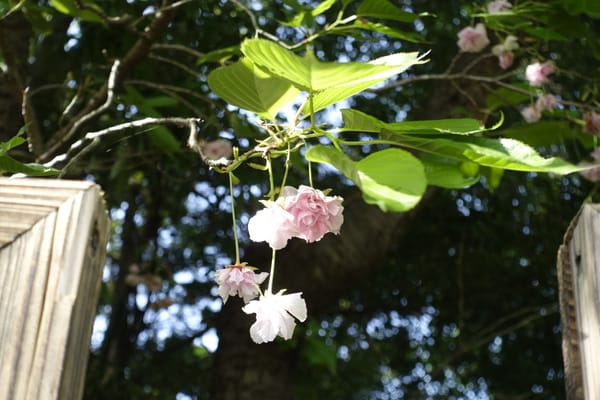 孤鸾对镜