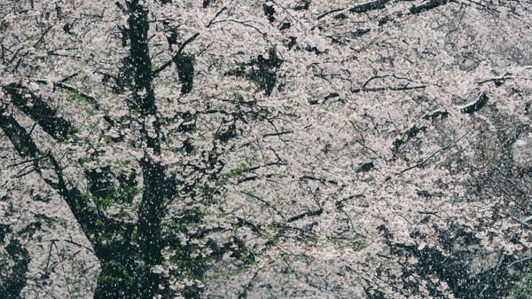灵宇有琼花
